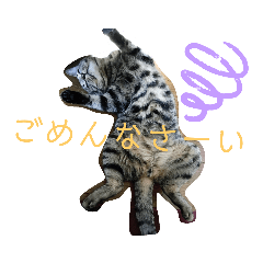 [LINEスタンプ] にゃんこ先輩2