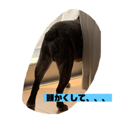 [LINEスタンプ] フレブルのくーたろ君
