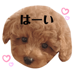 [LINEスタンプ] トイプードルのテディちゃん 1