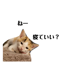 [LINEスタンプ] 可愛いスタンプ猫