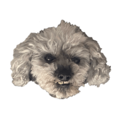 [LINEスタンプ] 念入りに可愛い犬