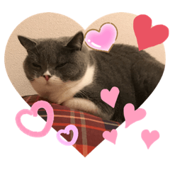 [LINEスタンプ] 猫語スタンプ こゆ