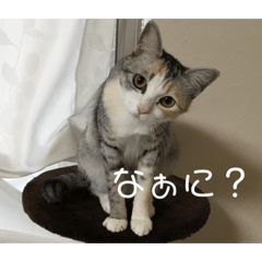 [LINEスタンプ] 犬猫♥