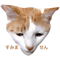 [LINEスタンプ] 我が家の猫1