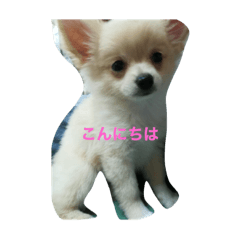 [LINEスタンプ] momo dog スタンプ