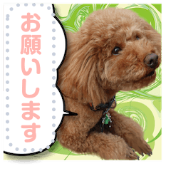 [LINEスタンプ] 愛犬トイプのコミュニケーション3の画像（メイン）