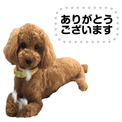 [LINEスタンプ] toy poodle MILI message stamp