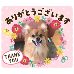 [LINEスタンプ] こむぎチャン