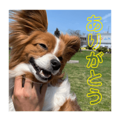 [LINEスタンプ] ぼくのいえのいぬ