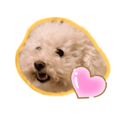 [LINEスタンプ] トイプードルのモコとピノ
