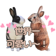 [LINEスタンプ] ごまっちゃんスタンプ〜たまにちゅんこ〜