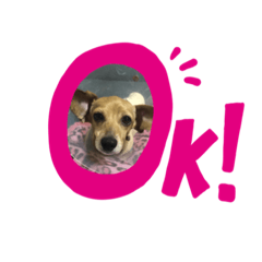 [LINEスタンプ] ダックスとチワワの日常スタンプ第一弾