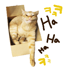 [LINEスタンプ] 猫ファミリートーク [韓国語x日本語]