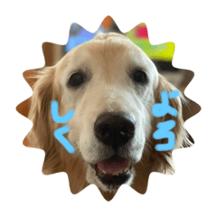 [LINEスタンプ] 犬(ふうちゃん)！