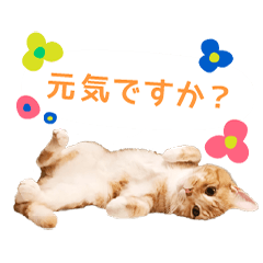 [LINEスタンプ] きなこ＆あんこスタンプの画像（メイン）