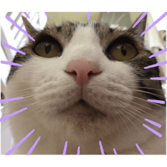 [LINEスタンプ] 顔がうるさいネコ集1