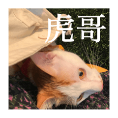 [LINEスタンプ] We Love 虎哥