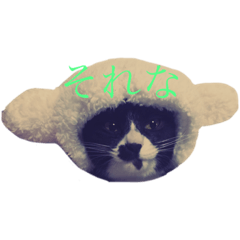 [LINEスタンプ] うちの猫しかいないスタンプ