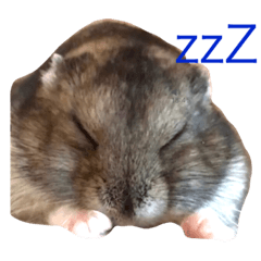 [LINEスタンプ] 俺のハムスター