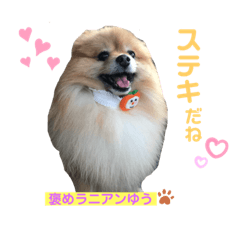 [LINEスタンプ] ポメラニアン♡ゆう②