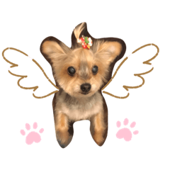[LINEスタンプ] 今日のワンCOCO