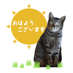 [LINEスタンプ] 敬語で挨拶！動物写真スタンプ