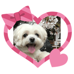 [LINEスタンプ] ももです❣️
