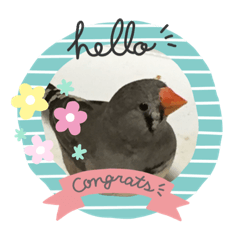 [LINEスタンプ] キンカチョウのcちゃんと仲間たち