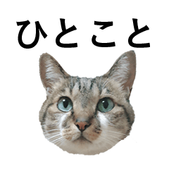[LINEスタンプ] めうのひとことスタンプ