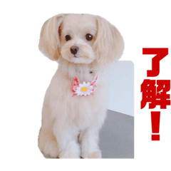 [LINEスタンプ] ろこがいっぱい