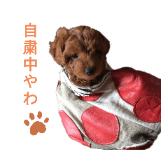 [LINEスタンプ] トイプードルのにこさん
