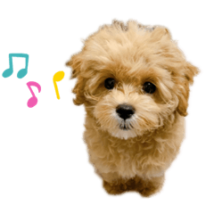 [LINEスタンプ] マルプーのロン2