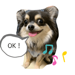 [LINEスタンプ] チワワのいる生活no.1
