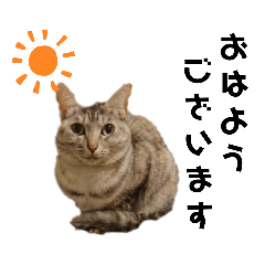 [LINEスタンプ] ウチの4にゃんズ