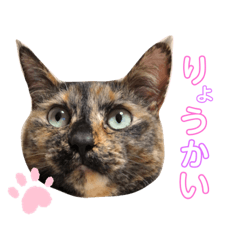 [LINEスタンプ] サビねこさつきちゃん