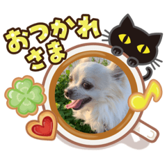 [LINEスタンプ] ちわわのしゃーちゃん