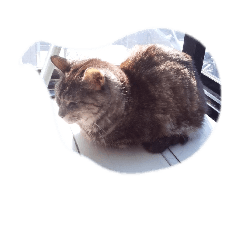 [LINEスタンプ] あんにゃんにゃんの画像（メイン）