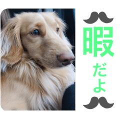 [LINEスタンプ] ひかボブ