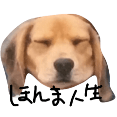 [LINEスタンプ] 喜怒哀楽が激しい犬様との日常