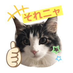 [LINEスタンプ] すずスタンプ-norwegianforestcat-