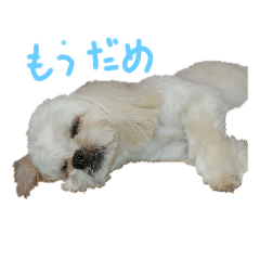 [LINEスタンプ] 僕、クゥちゃんです