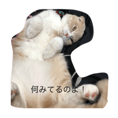 [LINEスタンプ] まるちゃん可愛い！マル用スタンプ