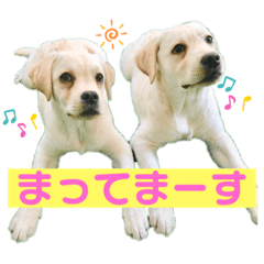 [LINEスタンプ] ラブラドールパピー  ライクキっ子