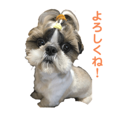 [LINEスタンプ] 小哲くんスタンプ♪