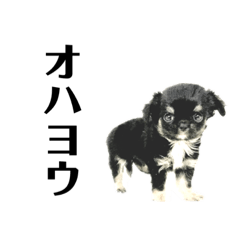 [LINEスタンプ] オラオラコテツ