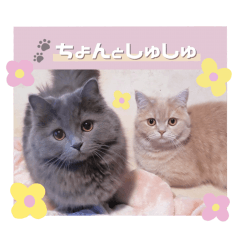 [LINEスタンプ] ちょんとしゅしゅ 短足ミヌエット