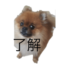 [LINEスタンプ] 堀田家の犬たち