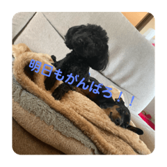 [LINEスタンプ] ラテ＆ブー 日常生活