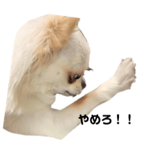 [LINEスタンプ] チワワのこむぎ。