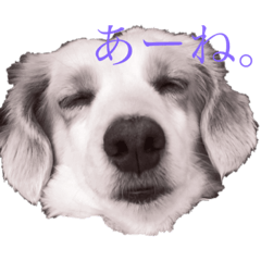 [LINEスタンプ] ぺーぺの日常すたんぷ